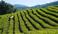 чайная плантация в Сочи