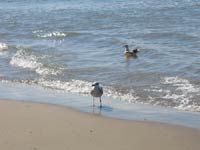 чайки на пляже Орлёнка 43 kb